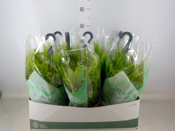 <h4>Nephrolepis exal. 'Green Moment'</h4>