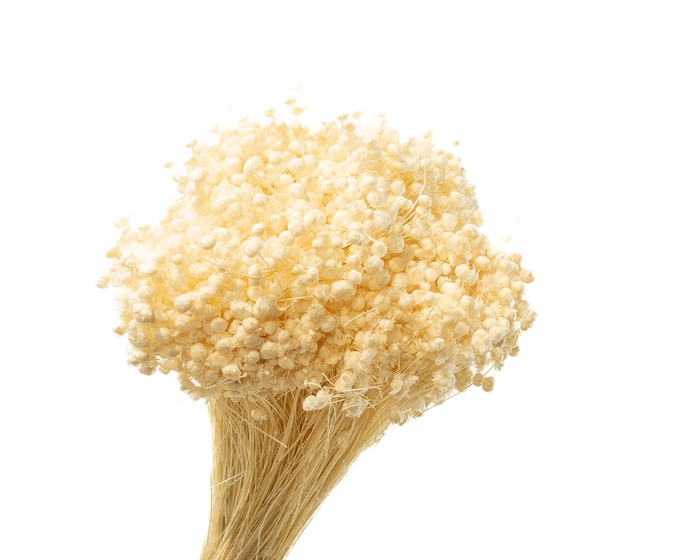 Marcela White Bleached