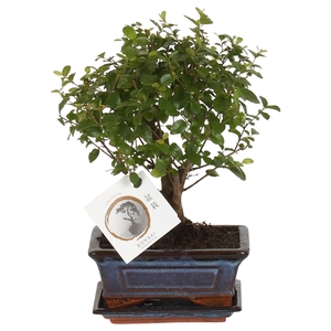 Bonsai 'Sageretia' in ø15cm Ceramic Ball Shape with Saucer