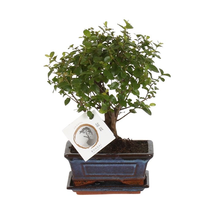 <h4>Bonsai 'Sageretia' in ø15cm Ceramic Ball Shape with Saucer</h4>