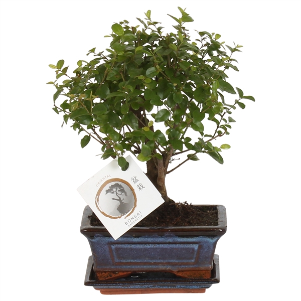 <h4>Bonsai 'Sageretia' in ø15cm Ceramic Ball Shape with Saucer</h4>