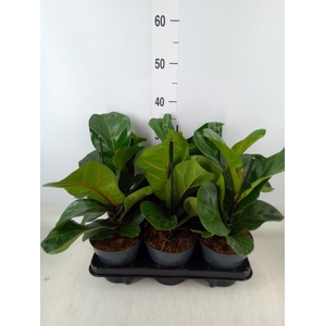 Ficus lyrata 'Bambino'
