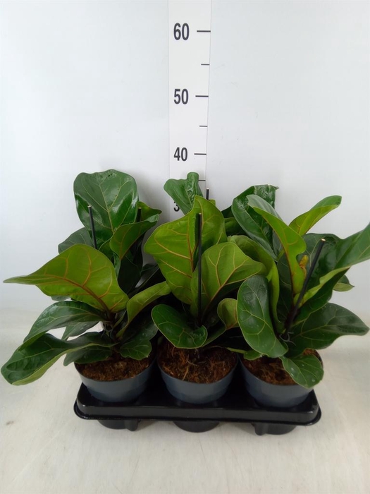 <h4>Ficus lyrata 'Bambino'</h4>