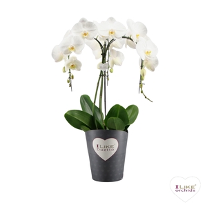 Duetto Ornamento Wit - 3 tak