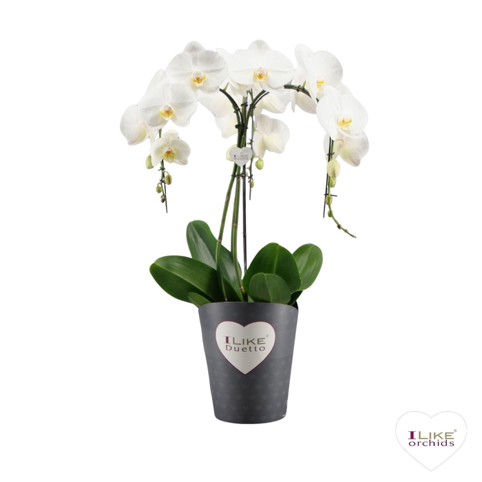 <h4>Duetto Ornamento Wit - 3 tak</h4>