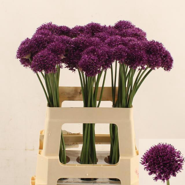<h4>ALLIUM CHICAGO</h4>