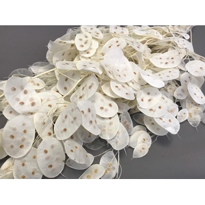 Dried lunaria bleached white