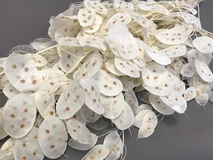 <h4>Dried lunaria bleached white</h4>