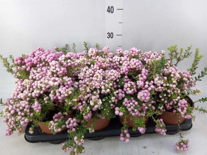 <h4>Gaultheria   ...rose berry</h4>