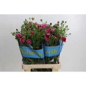 Ranunculus Butterfly Jupiter