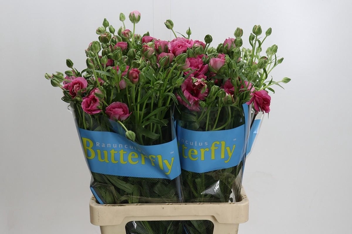 <h4>Ranunculus Butterfly Jupiter</h4>