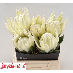 PROTEA CY LEI MOMI