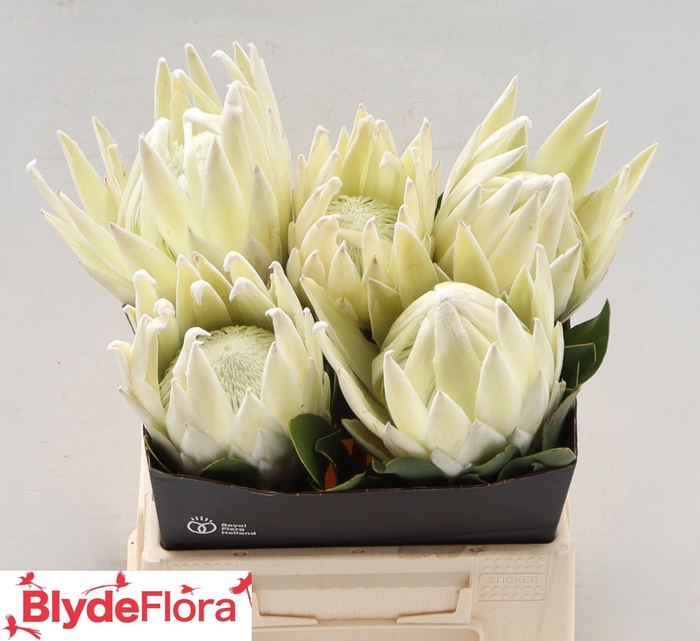 <h4>PROTEA CY LEI MOMI</h4>
