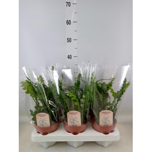 Epiphyllum anguliger