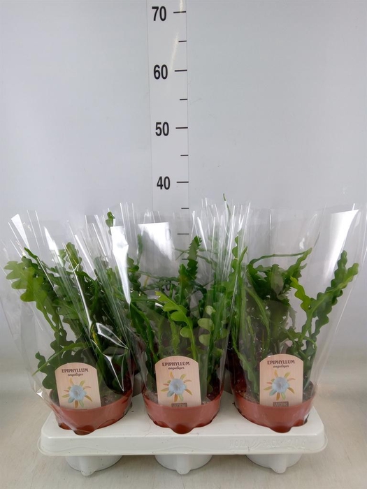 <h4>Epiphyllum anguliger</h4>