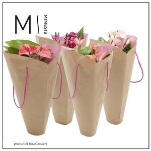 Anthurium - KARMA Pink mix Gift bag | 12cm