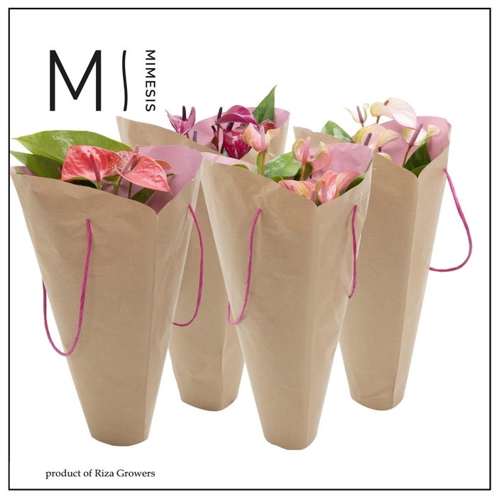 <h4>Anthurium - KARMA Pink mix Gift bag | 12cm</h4>