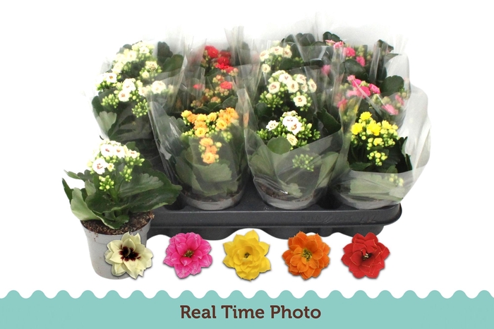 <h4>KAL GE GEM 5 KL</h4>