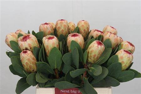 <h4>Protea Grandicolor</h4>