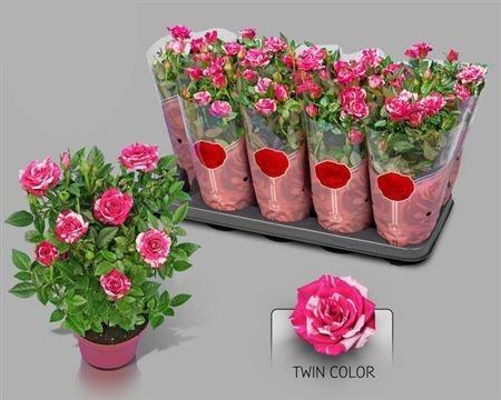 Ro Twin Color