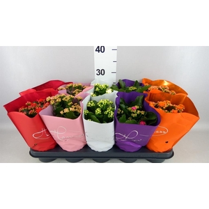 Kalanchoe blos. 'Perfecta'  ..mix 5