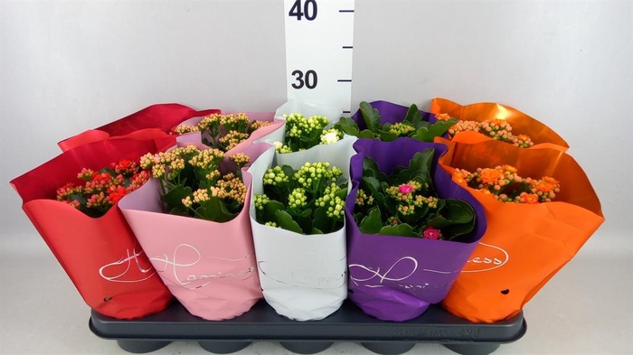 <h4>Kalanchoe blos. 'Perfecta'  ..mix 5</h4>
