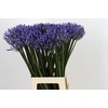 Agapanthus Dr Brouwer