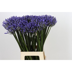 Agapanthus Dr Brouwer