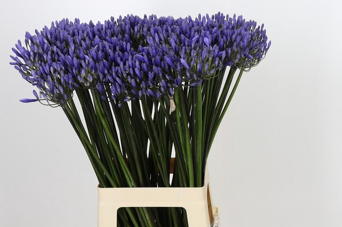 <h4>Agapanthus Dr Brouwer</h4>