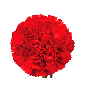 CRAVO BOUZERON 060 CM VERMELHO