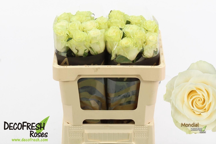 <h4>R Gr Mondial</h4>