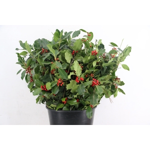 ILEX VERT BS