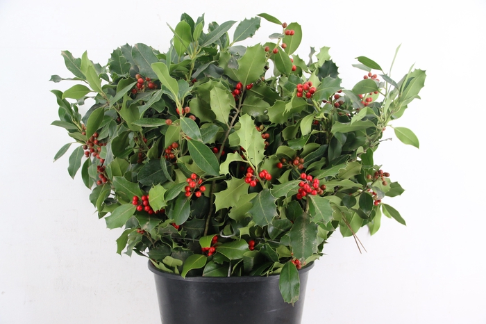 <h4>ILEX VERT BS</h4>