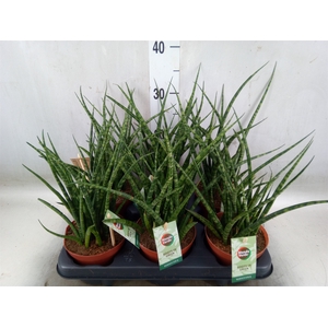 Sansevieria  'Fernwood'