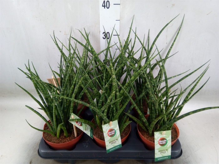 <h4>Sansevieria  'Fernwood'</h4>