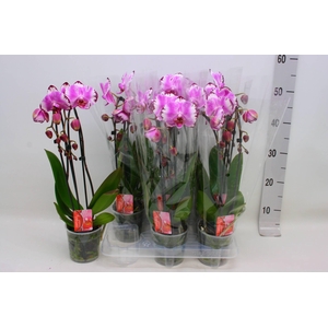 PHAL EL CASCADE