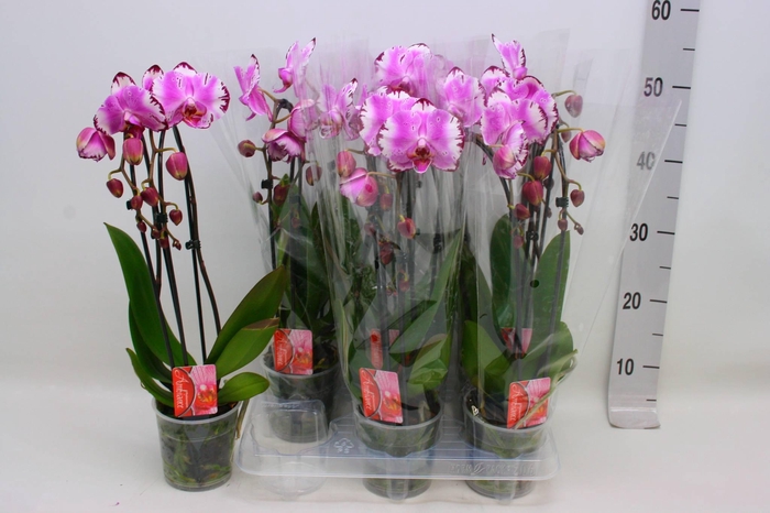 <h4>PHAL EL CASCADE</h4>