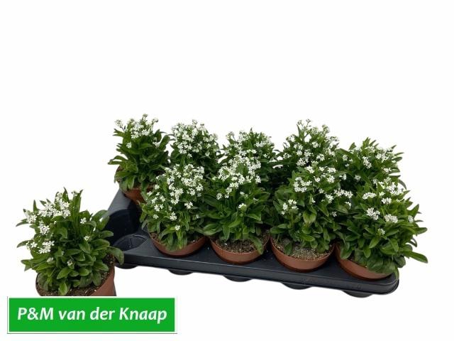 <h4>Myos Sy Laura White</h4>