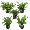 Asplenium overig P23 Asplenium mix