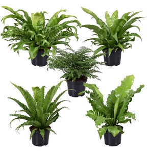 Asplenium overig P23 Asplenium mix