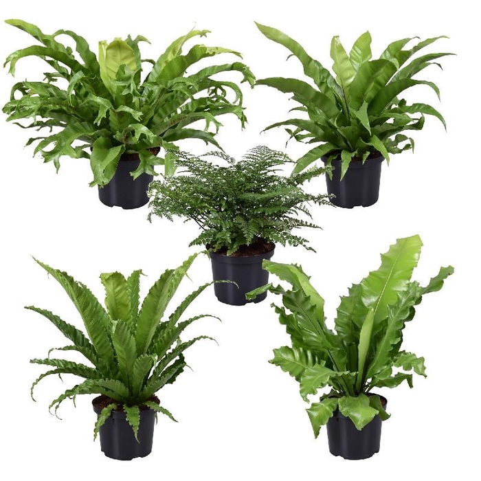 <h4>Asplenium overig P23 Asplenium mix</h4>