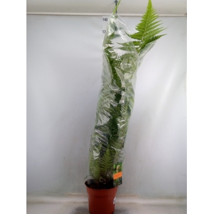 Dicksonia antarctica
