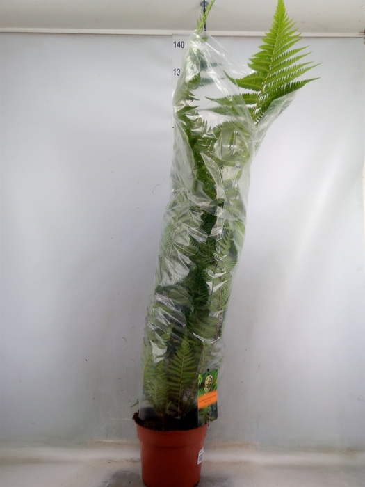 <h4>Dicksonia antarctica</h4>