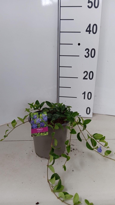 <h4>Vinca minor</h4>