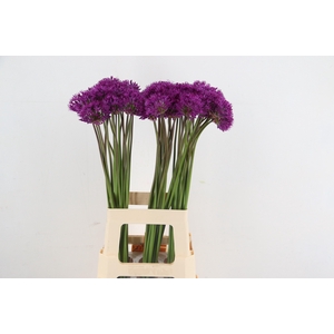 ALLIUM PURPLE SENS