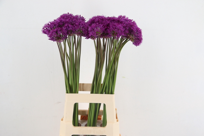 <h4>ALLIUM PURPLE SENS</h4>