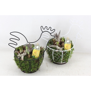 arr4 Narcis PL - Draadmand kip