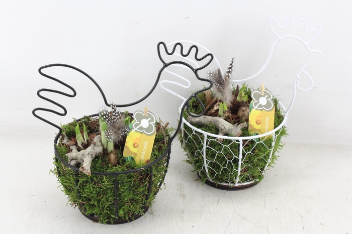 <h4>arr4 Narcis PL - Draadmand kip</h4>