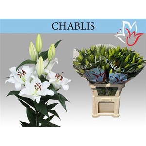 Li Ot Chablis