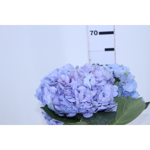 HORTENSIA FORCE LILAS 060 CM